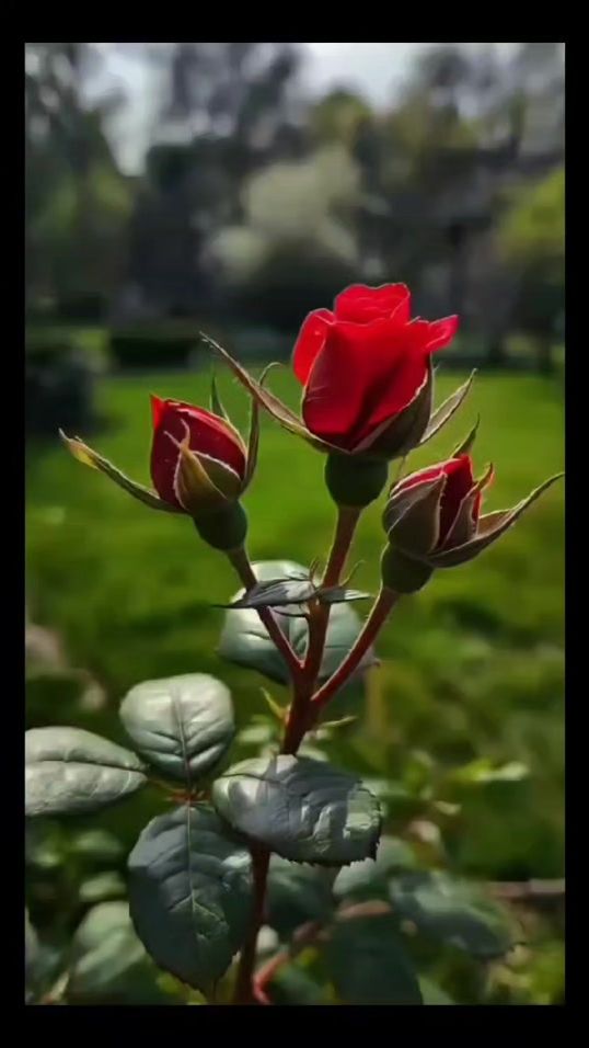 TikTok video thumbnail by lobo1200