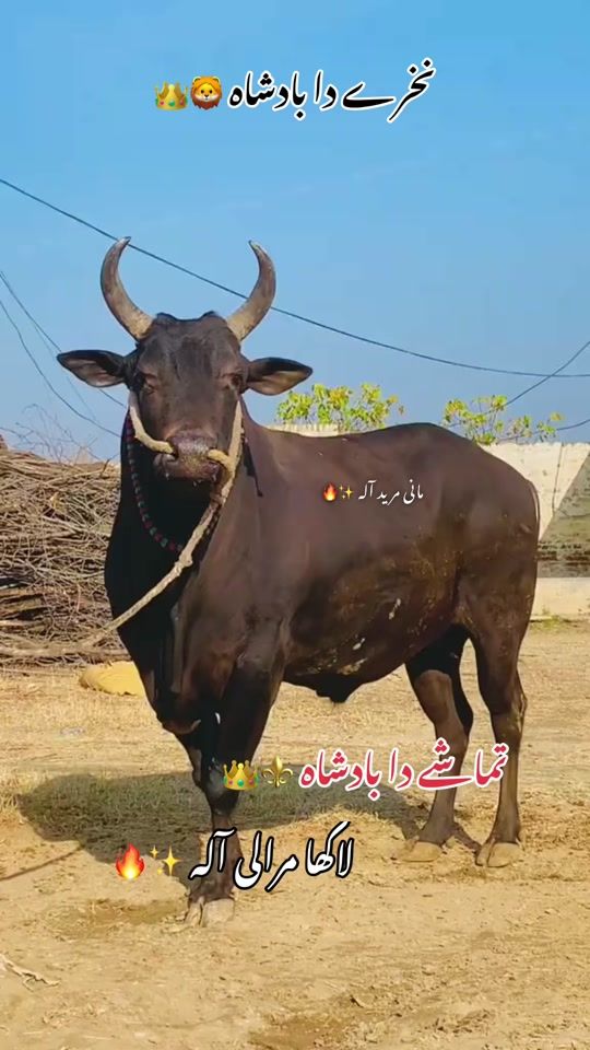TikTok video thumbnail by mani_edits_07