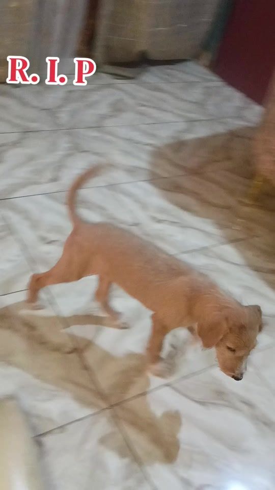 TikTok video thumbnail by dan.zinder.niger...1