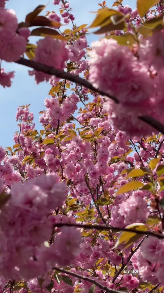 TikTok video thumbnail by usrname_alvin