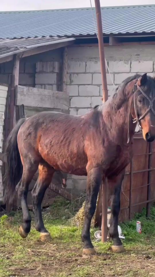 TikTok video thumbnail by _karachayhorses_