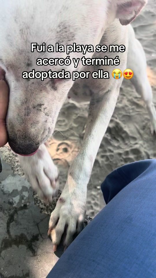 TikTok video thumbnail by perlanduray