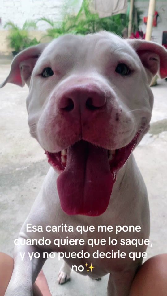 TikTok video thumbnail by pitbull_samael