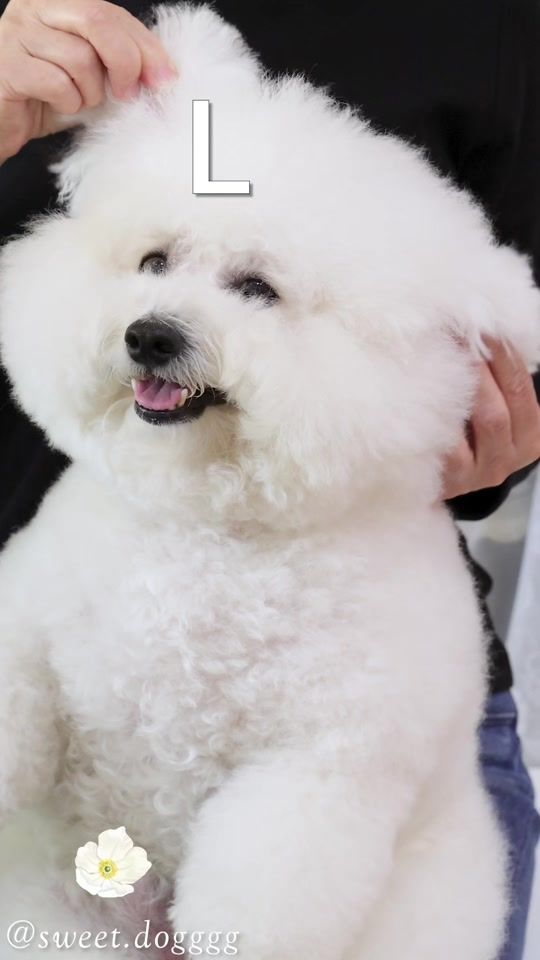 TikTok video thumbnail by sweet.dogggg
