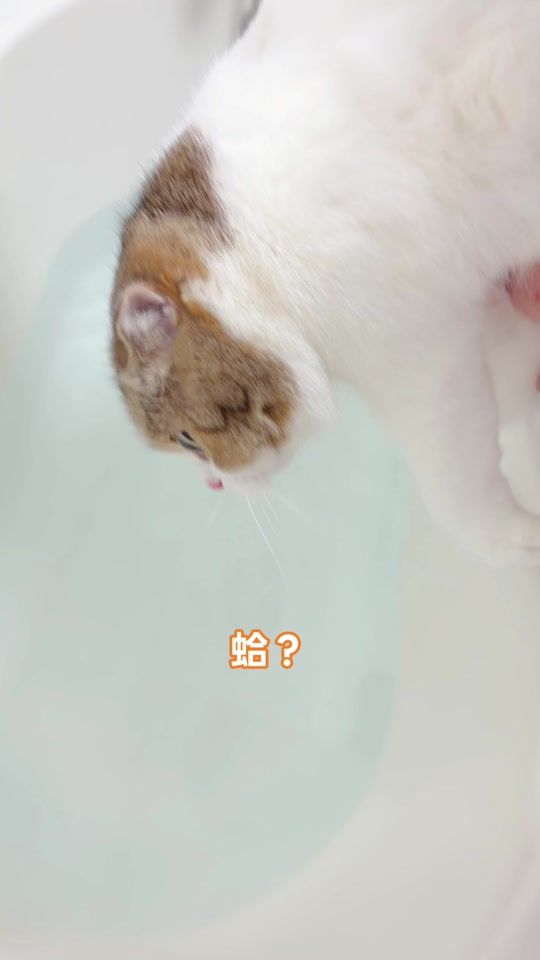TikTok video thumbnail by lachahua