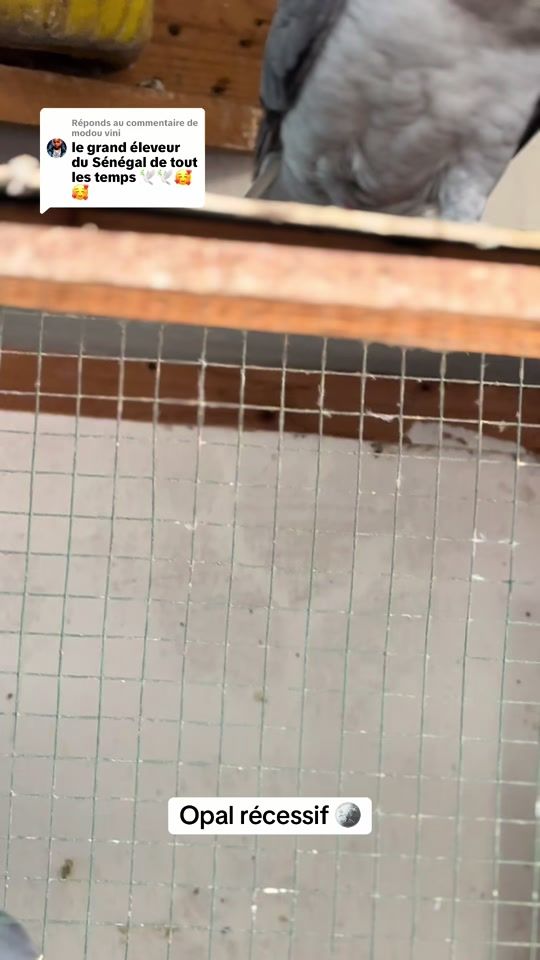 TikTok video thumbnail by faly_sarr