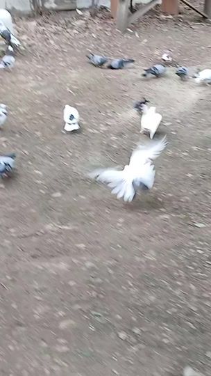 TikTok video thumbnail by aydinayki