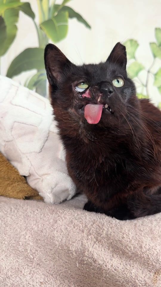 TikTok video thumbnail by iamraventhecat