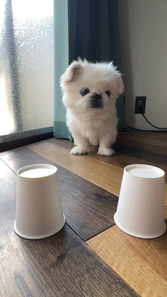 TikTok video thumbnail by toufukun_pe
