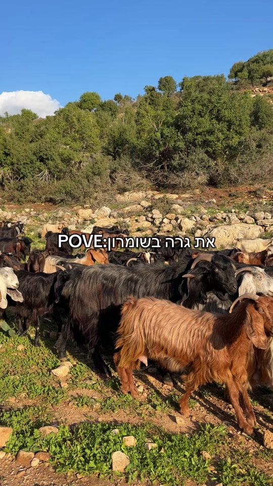 TikTok video thumbnail by nitzan253