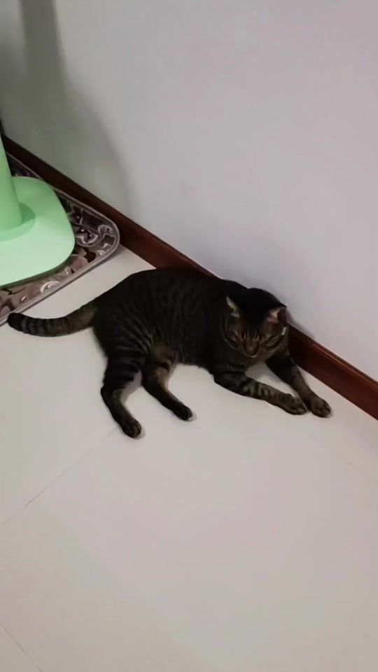 TikTok video thumbnail by usertom_tom