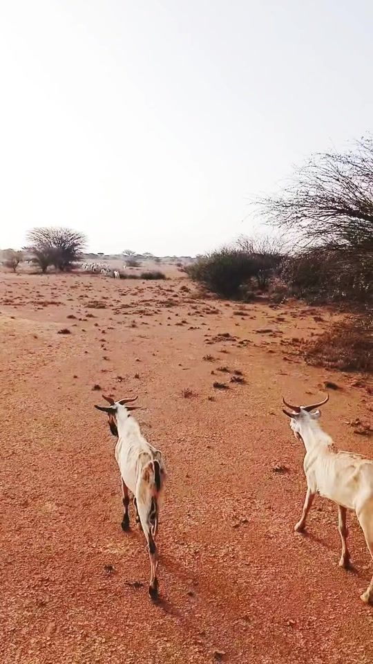 TikTok video thumbnail by goodirhajji