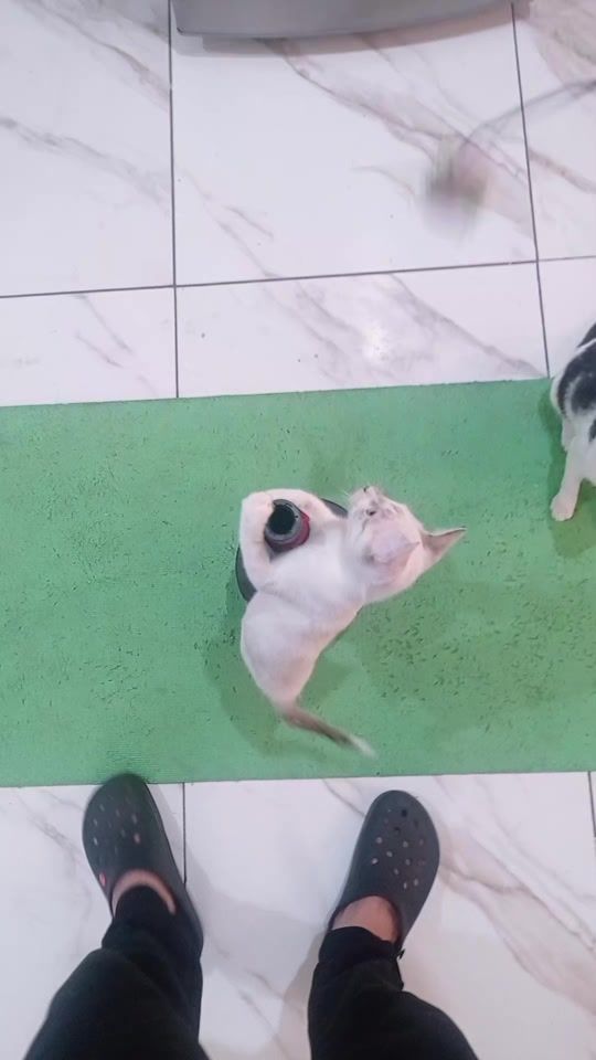 TikTok video thumbnail by diegoisma7ec