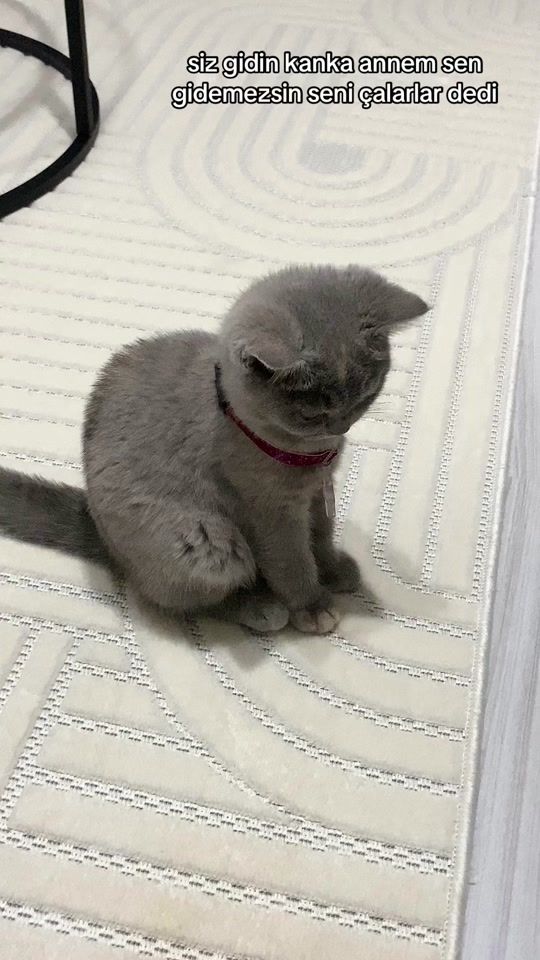 TikTok video thumbnail by tuce_60