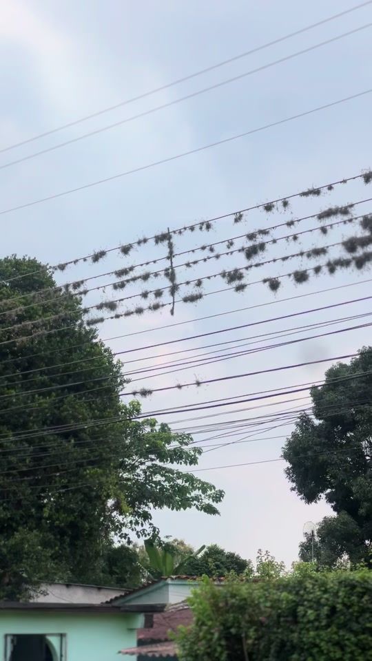 TikTok video thumbnail by emildograu