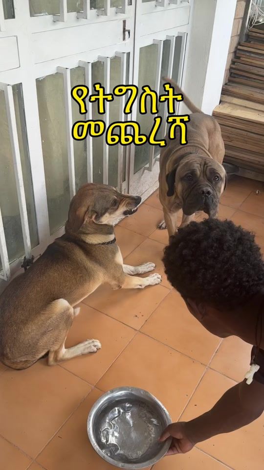 TikTok video thumbnail by ethiok9