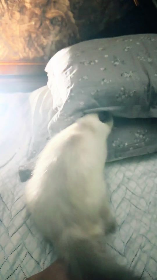 TikTok video thumbnail by __minhaj____