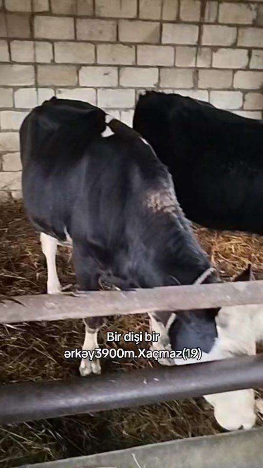 TikTok video thumbnail by bazarolsun1