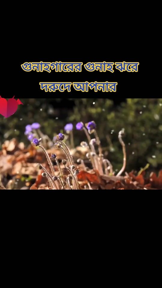 TikTok video thumbnail by anwarul0025