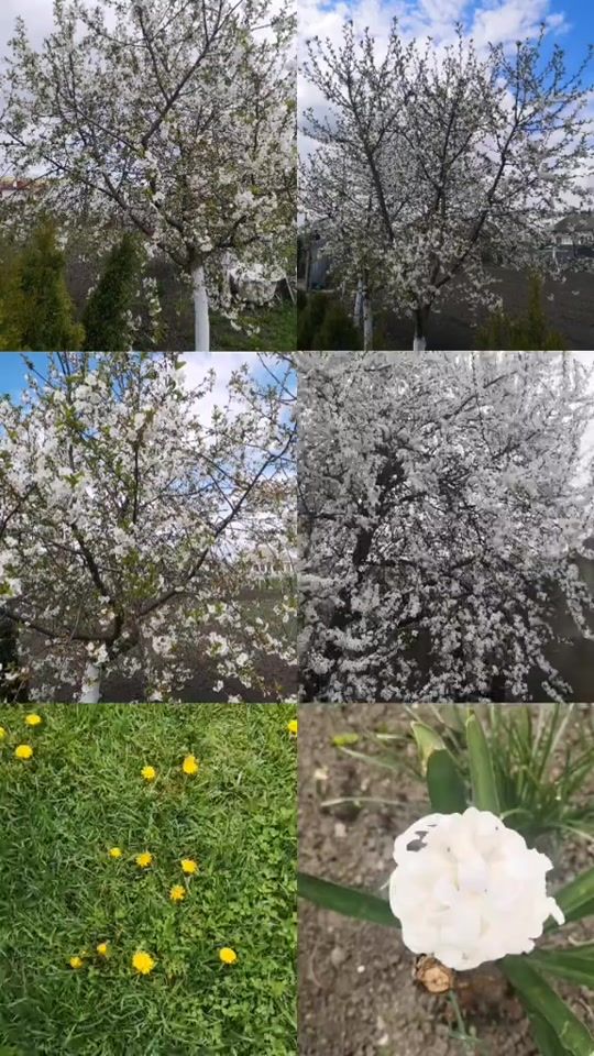 TikTok video thumbnail by valeriu470