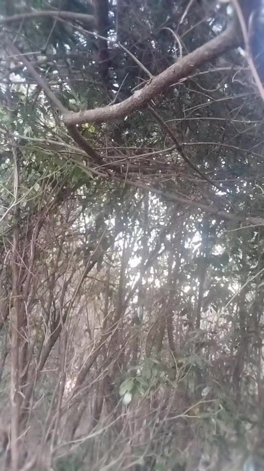 TikTok video thumbnail by archerbhutan