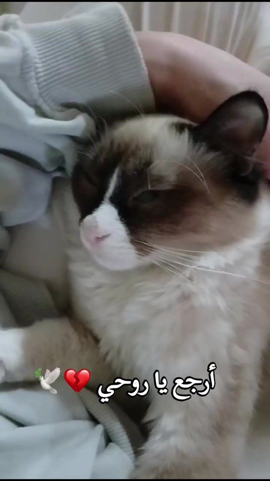 TikTok video thumbnail by ryhab__be