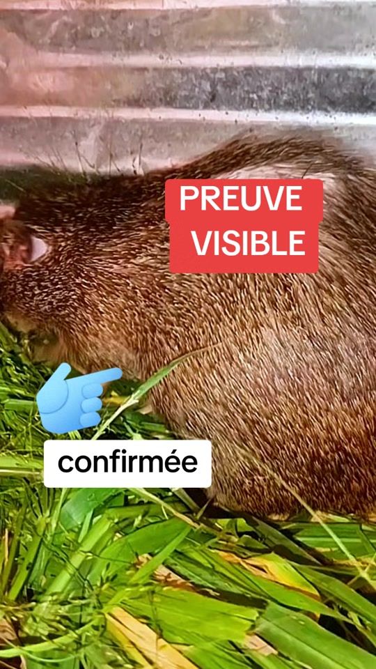 TikTok video thumbnail by agoutitogo