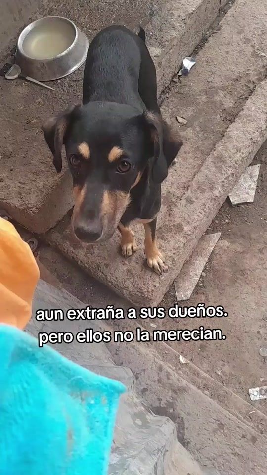 TikTok video thumbnail by ayudanosaseguirayudando