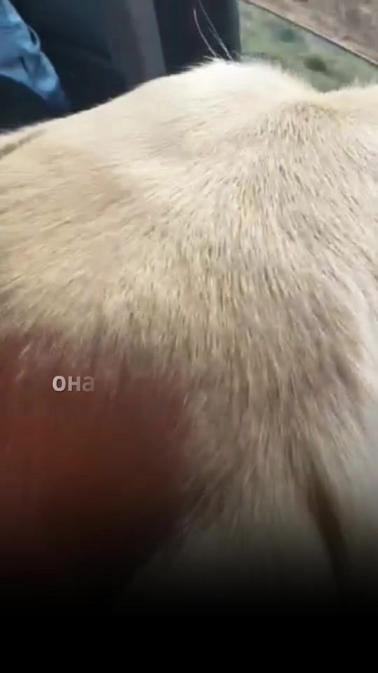 TikTok video thumbnail by bim_vitebsk