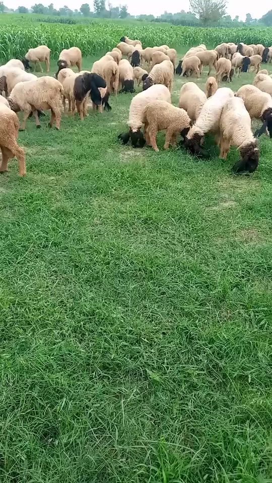 TikTok video thumbnail by ammaraslam279