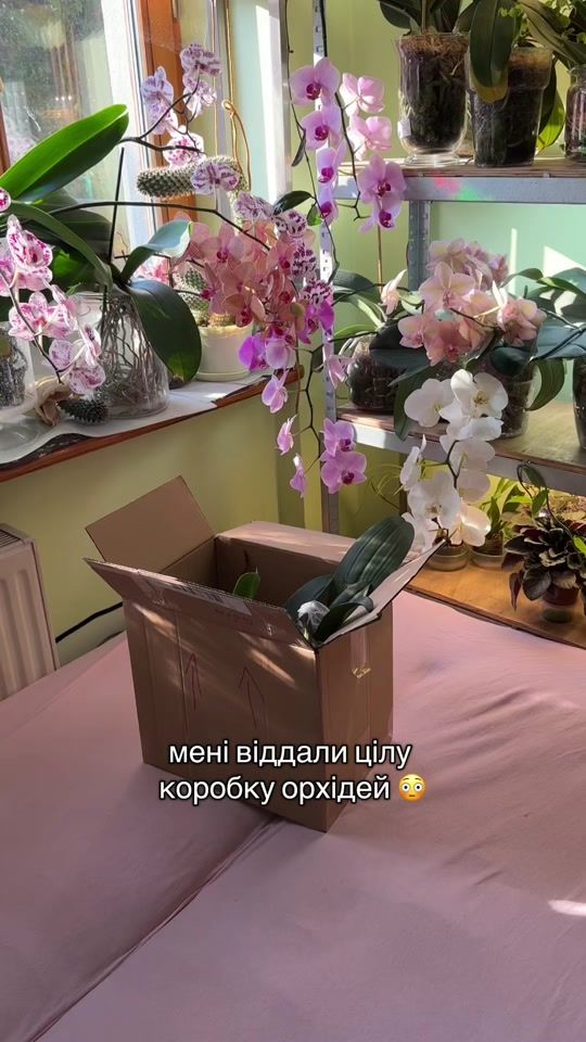 TikTok video thumbnail by kirgisska