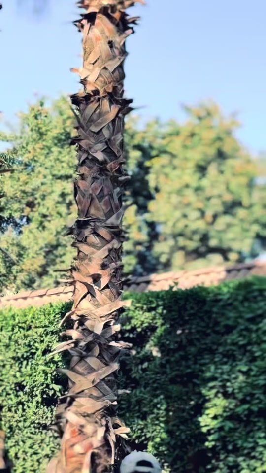 TikTok video thumbnail by samy._.reda1
