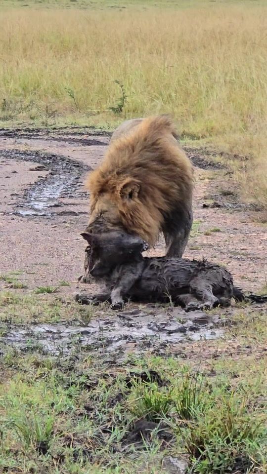 TikTok video thumbnail by beyondsafari