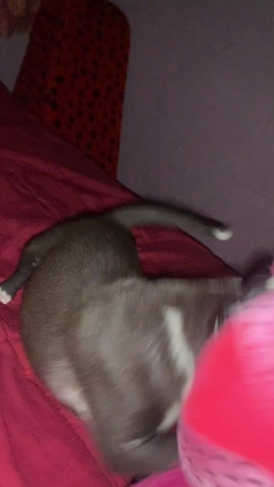 TikTok video thumbnail by lumiicamargo1891