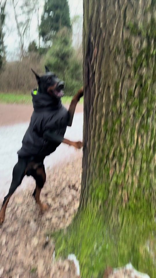 TikTok video thumbnail by doberman_veles
