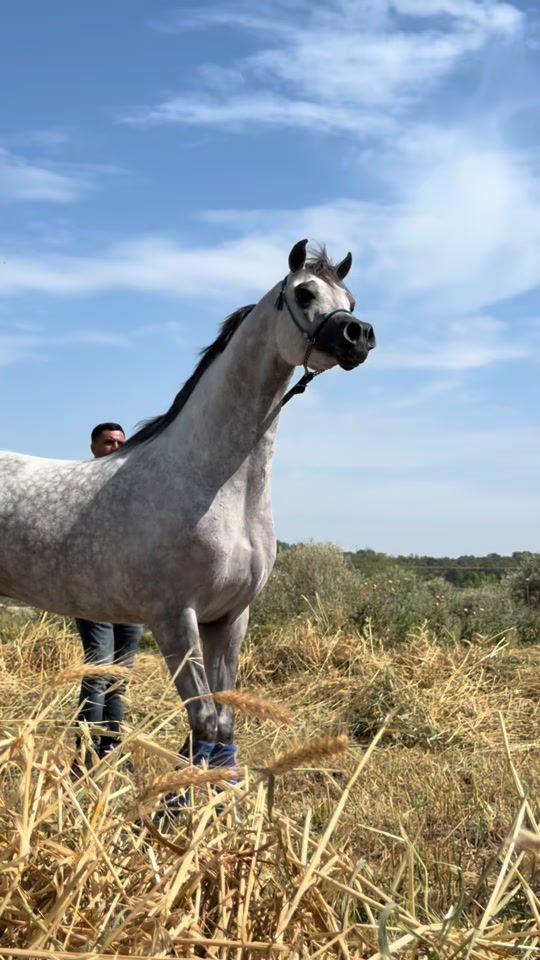 TikTok video thumbnail by cg.arabians