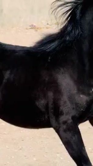 TikTok video thumbnail by aram.baneh