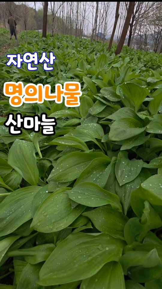TikTok video thumbnail by son6504