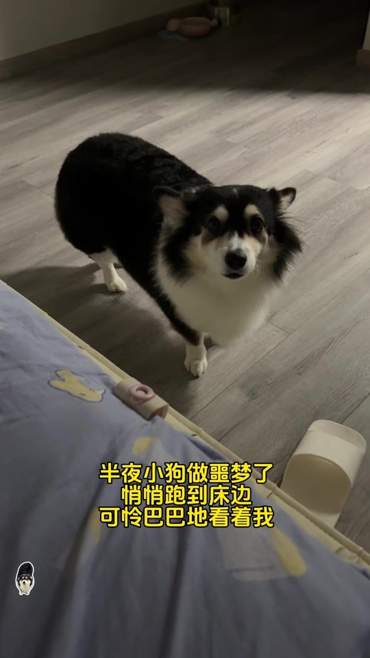 TikTok video thumbnail by corgi.curry