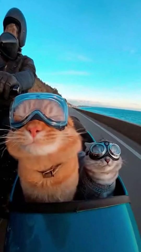 TikTok video thumbnail by neko46680