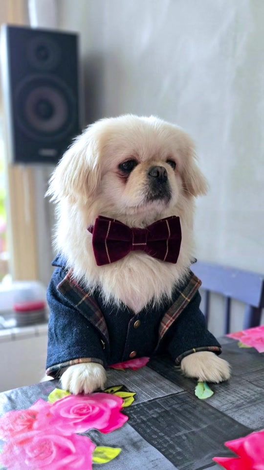 TikTok video thumbnail by afrodit_official