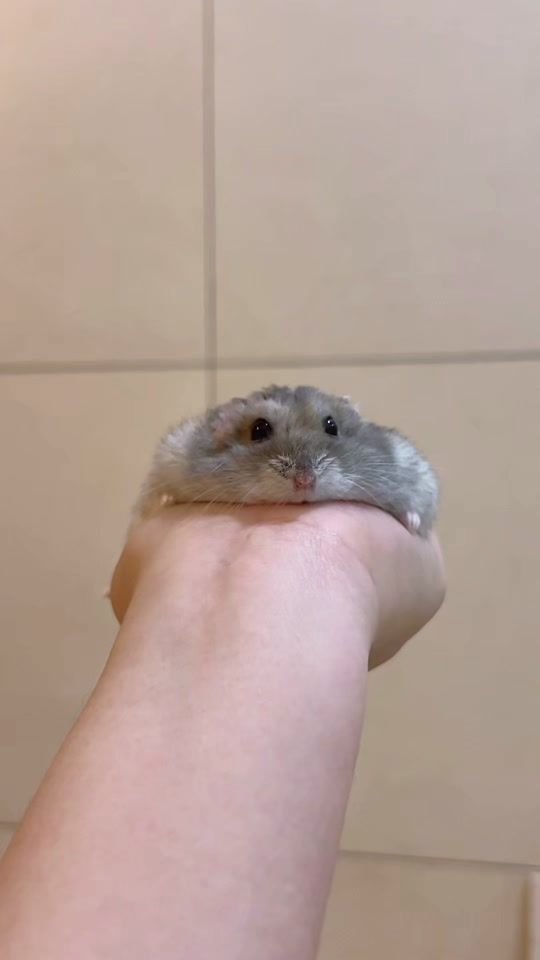 TikTok video thumbnail by chaellaumbr