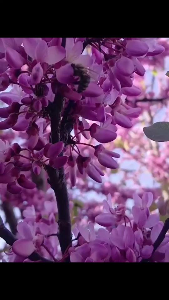 TikTok video thumbnail by bletaime