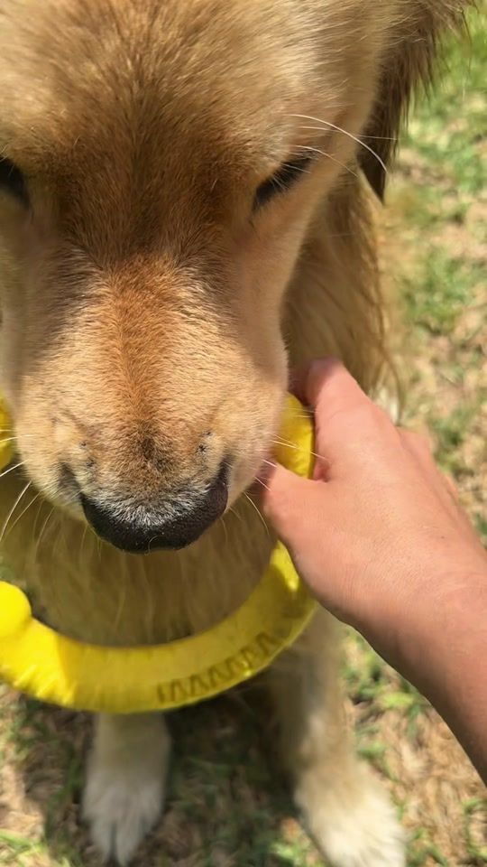 TikTok video thumbnail by dogtorsocrates