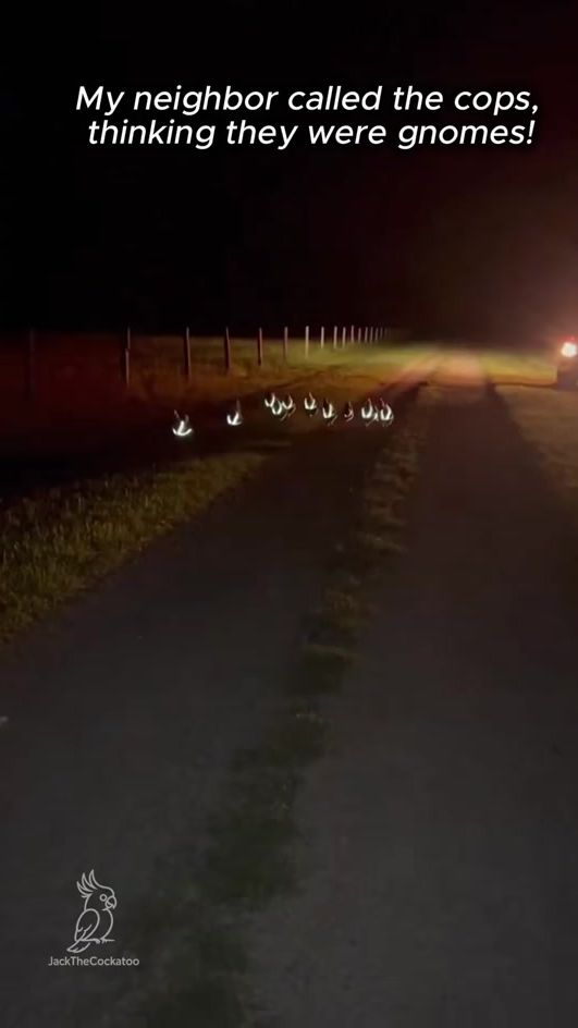 TikTok video thumbnail by mr_niceguy222