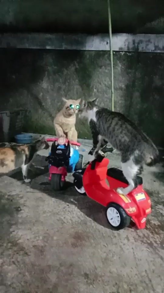 TikTok video thumbnail by wakidun.klontong