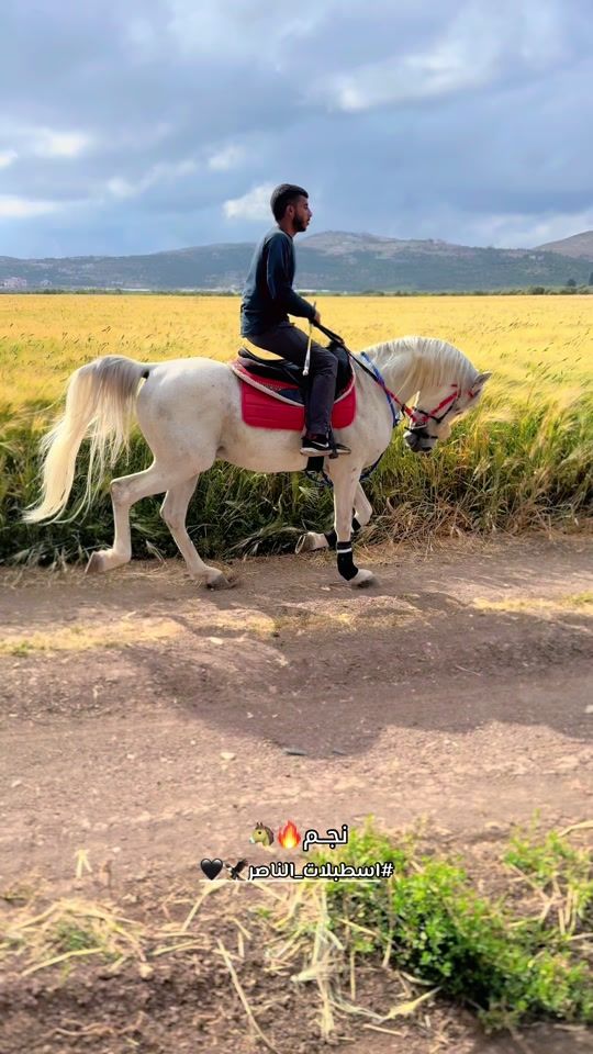 TikTok video thumbnail by .al.nasser.stables_