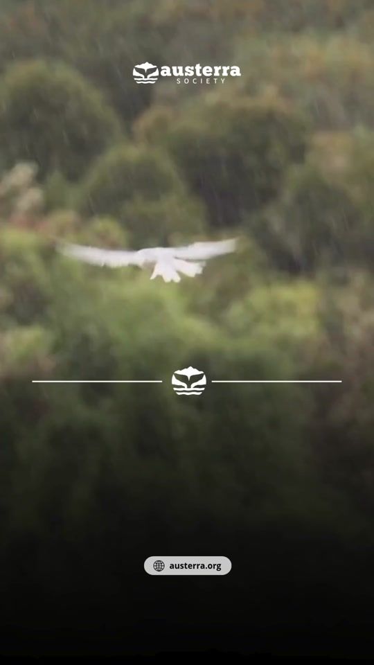 TikTok video thumbnail by austerra_society