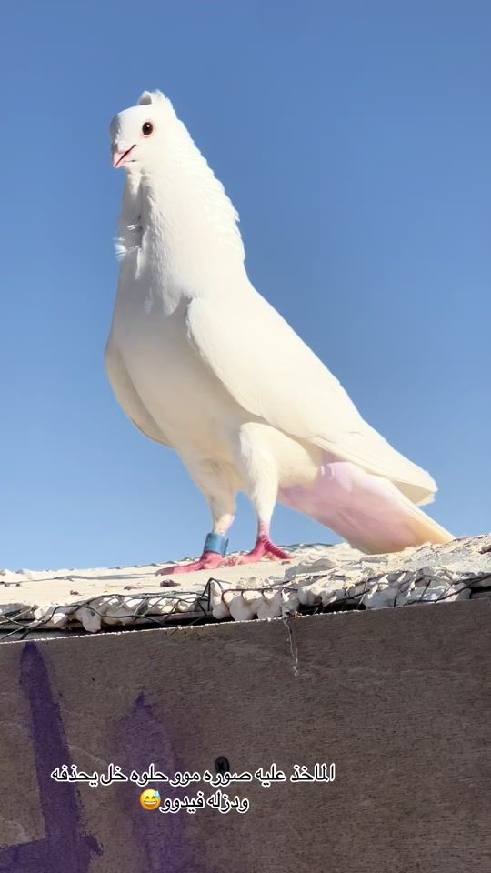 TikTok video thumbnail by 0781.3