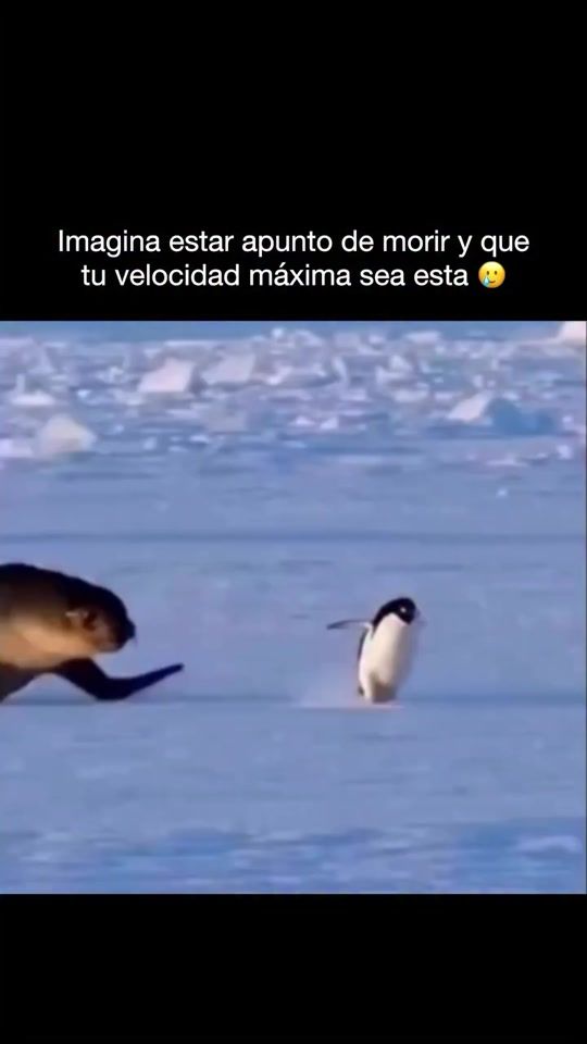 TikTok video thumbnail by datosinteresantes04